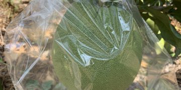 ưu điểm bao trái cây bikoo