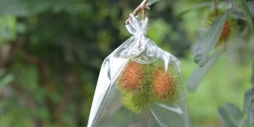 Giải pháp ngăn ruồi vang hiệu quả với bao bikoo