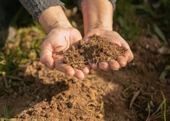 Aquasorb giải pháp hỗ trợ cải tạo đất bạc màu