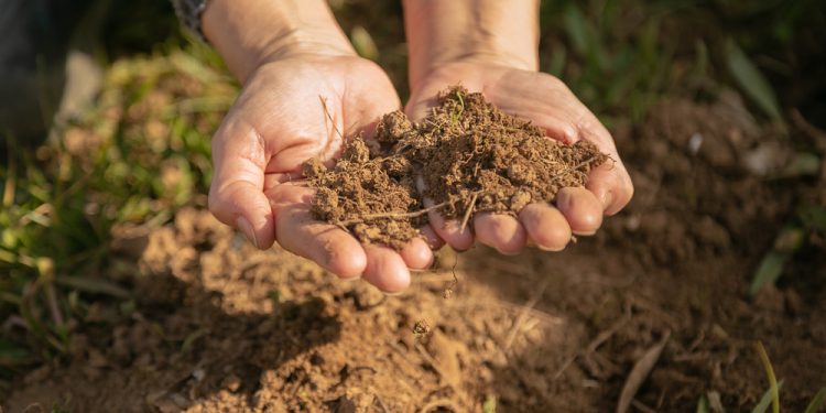 Aquasorb giải pháp hỗ trợ cải tạo đất bạc màu