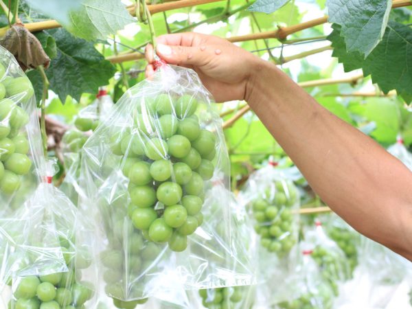 Túi bao trái cây - Giải pháp tiên tiến bảo quản trước thu hoạch