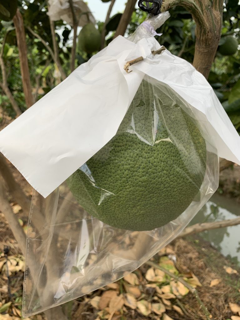 bao trái bưởi da xanh tốt nhất