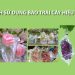 cách sử dụng bao trái cây