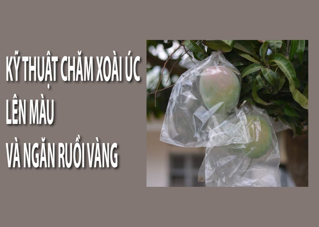 kỹ thuật chăm xoài úc lên màu