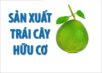 Xu hướng sản xuất trái cây hữu cơ ở Việt Nam